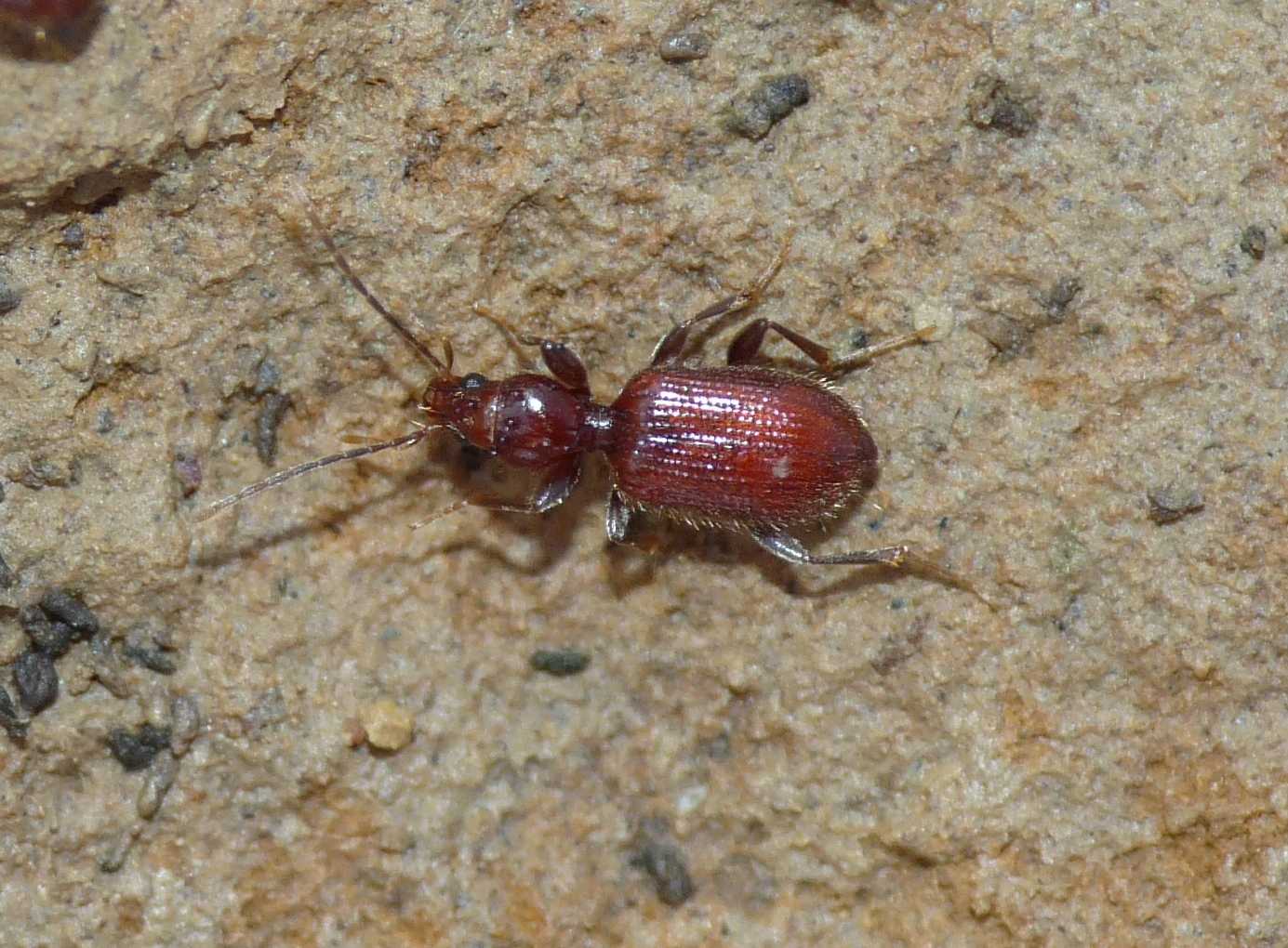 Apotomus rufus (Carabidae)